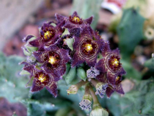 http://www.cloudjungle.com/cloudjungle/Asclepiadaceae/Caralluma/Caralluma europea flower.jpg